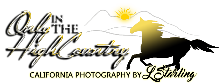 Only in the HighCountry | Nature Photography